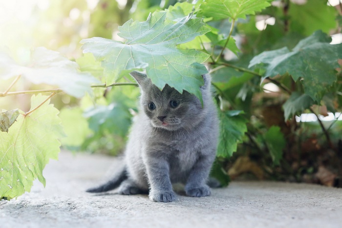 Adorable grey kitten peeking under green leaf