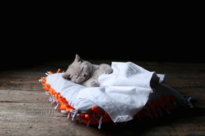 Cute Sleeping Kitten on a Pillow