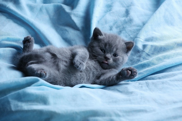 Cute grey kitten with tongue out on blue fabric