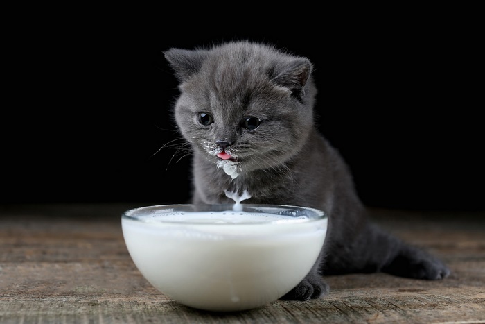 Adorable kitten with milk on its face