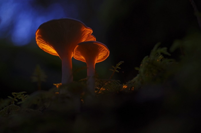 Orange Glowing Mushrooms at Night