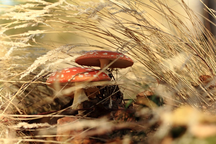 Two Red Mushrooms in Golden Autumn Grass