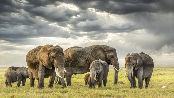 Elephant family in the wild with dramatic cloudy sky