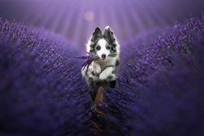 Border Collie Puppy Carrying Lavender in Purple Field