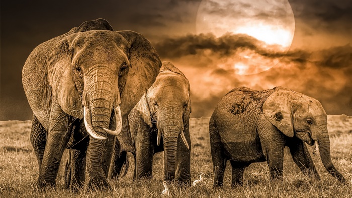 Elephant Family in Wildlife 4K