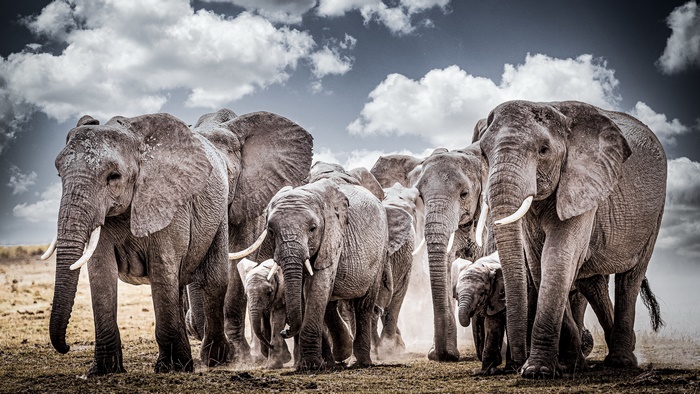 Majestic Elephant Herd with Calves in Wildlife