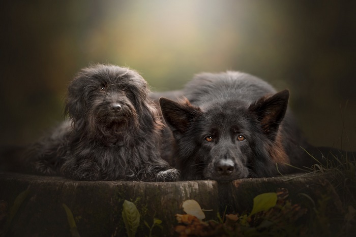 German Shepherd and black dog together