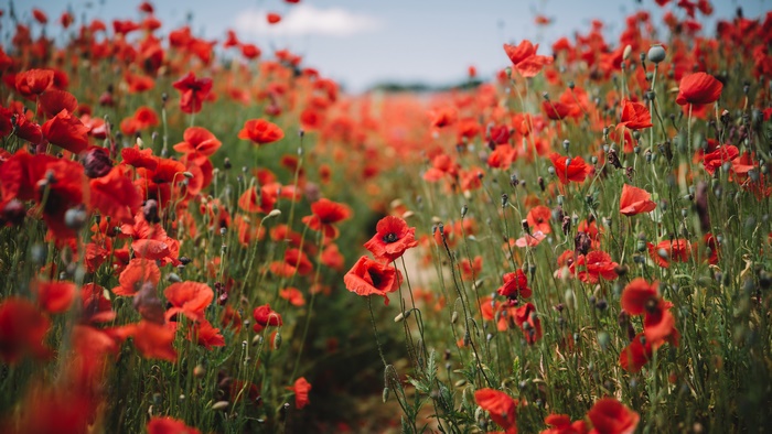 Path through a Field of Red Poppies