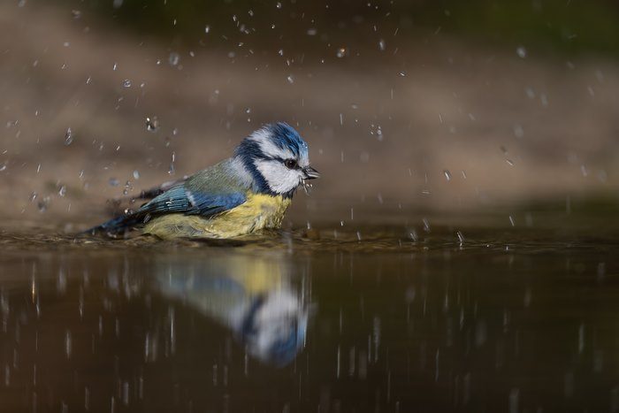 Eurasian Blue Tit bathing under falling water droplets