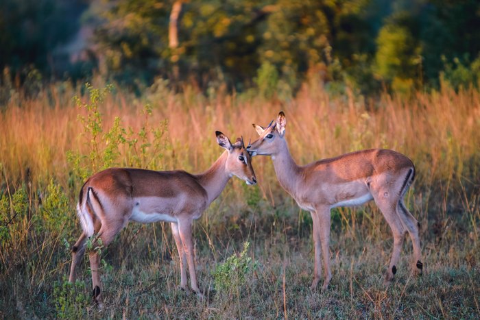 Impalas nuzzling in the golden hour