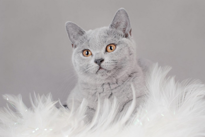 Adorable Grey Kitten with Amber Eyes in Feathers