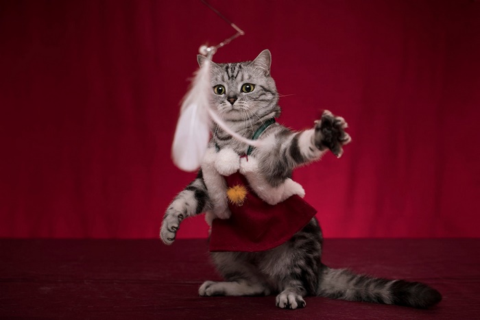 Tabby Cat in Red Costume Playing with Feather Toy