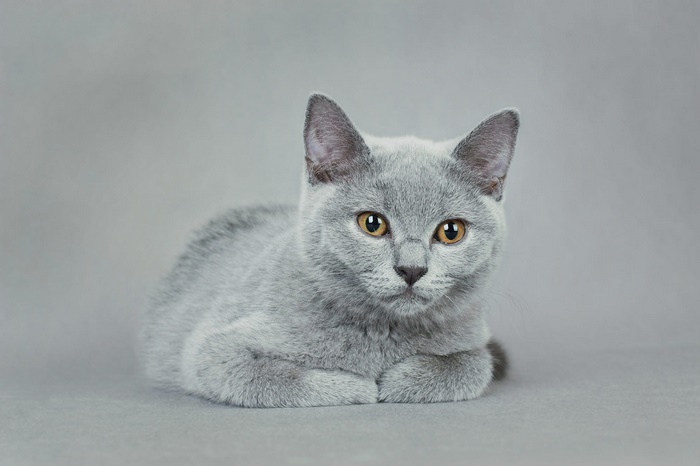 Cute grey pet kitten with amber eyes