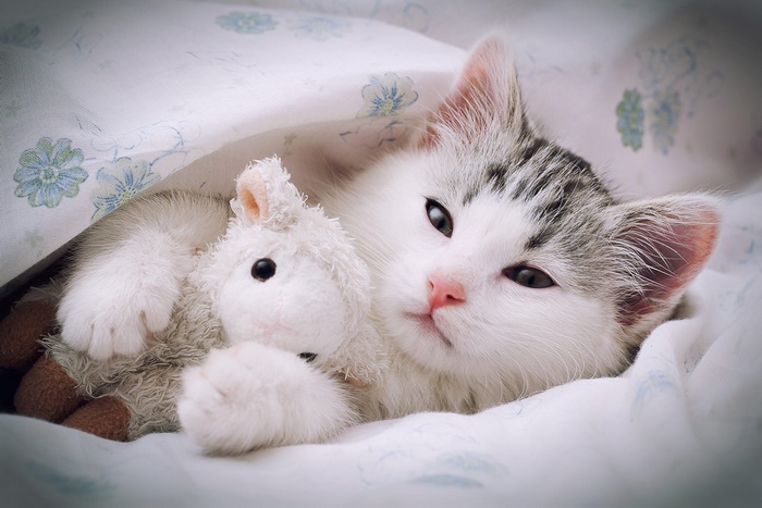 Cute sleepy kitten with its bunny toy