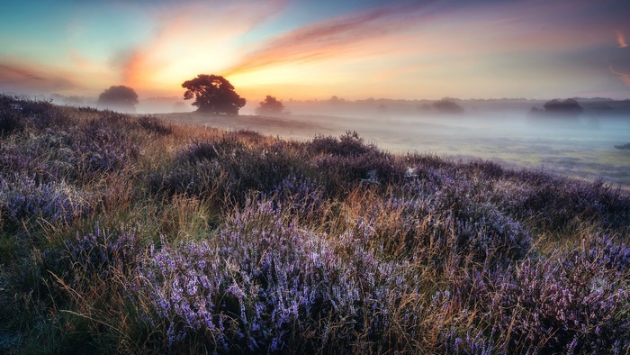 Nature's Misty Sunrise over Heather Field