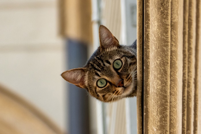 Peek-a-boo! Tabby cat with green eyes