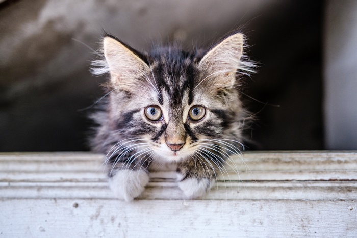 Adorable Kitten with Blue Eyes in 4K