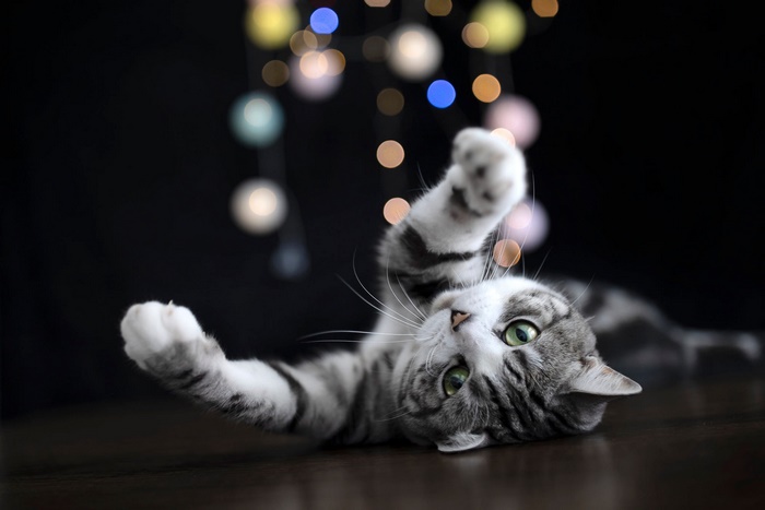 Playful Tabby Cat with Paws Up and Bokeh Lights