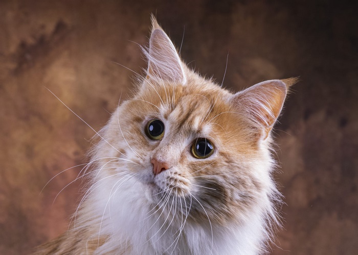 Curious Maine Coon cat with wide eyes