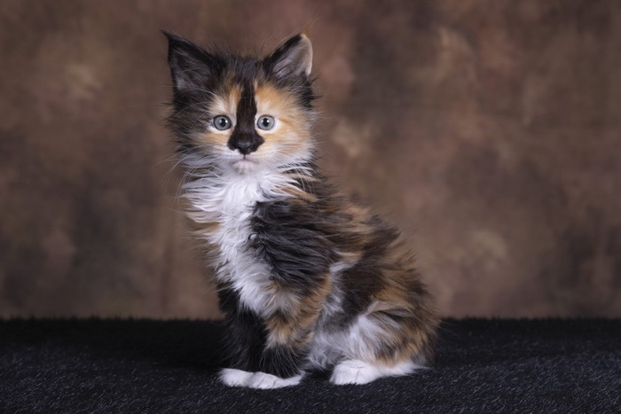 Cute fluffy Maine Coon kitten