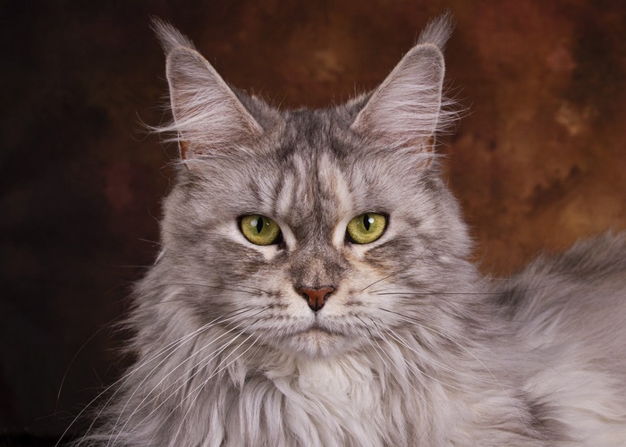Grey Tabby Maine Coon Cat Stare
