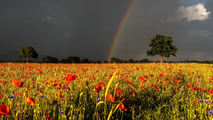 Summer Poppy Field with Rainbow