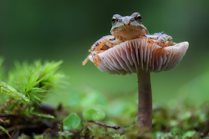Frog on Mushroom in 4K Nature Scene