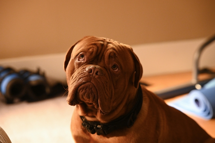 Turner and Hooch Dogue de Bordeaux dog looking up