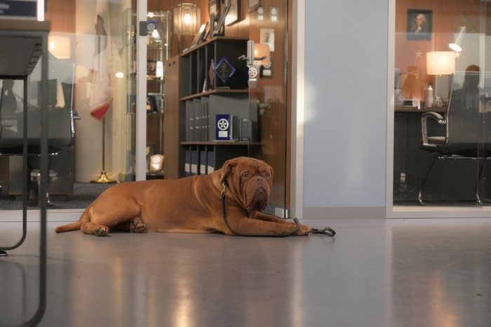 Turner and Hooch: Hooch the dog resting on the floor