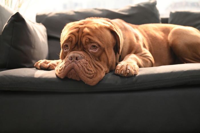 Hooch from Turner and Hooch relaxing