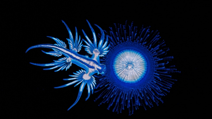 Sea Swallow Nudibranch feeding on Blue Button in Coffs Harbour