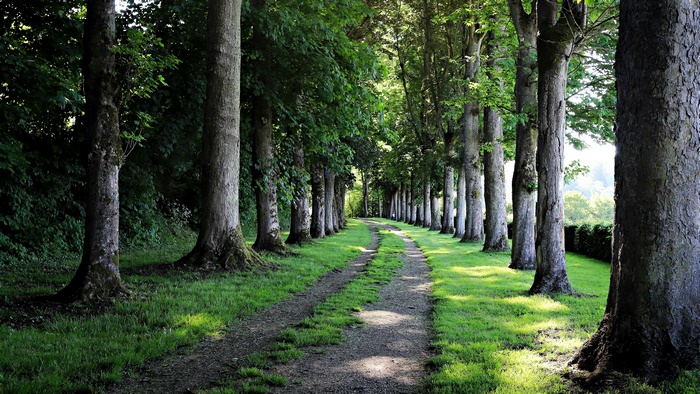 Sunlit Forest Path with Green Trees