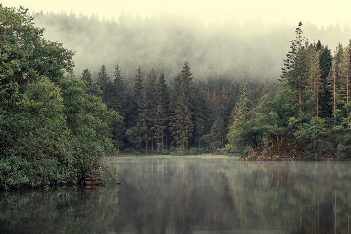 Misty Forest River Reflections