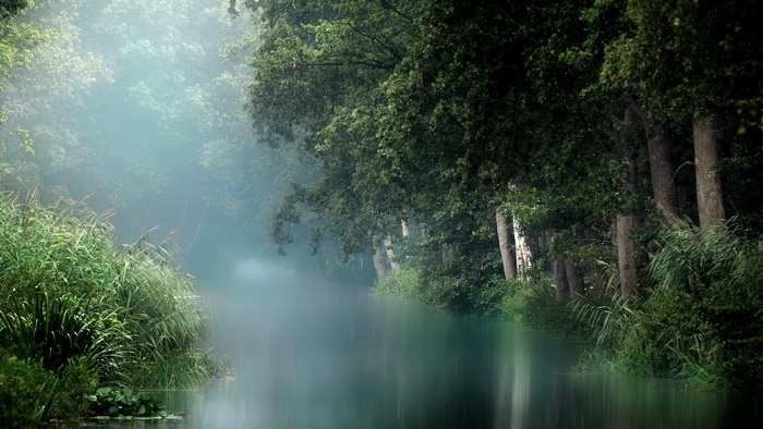 Misty River in a Green Forest