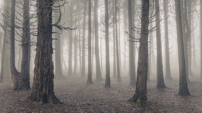Dense Foggy Forest with Tall Trees