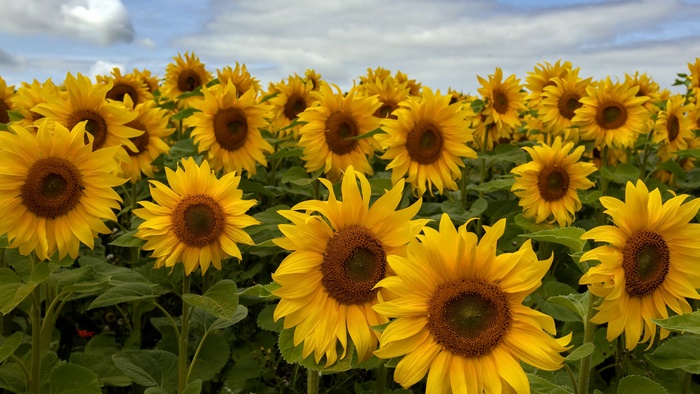 Vibrant Yellow Sunflowers in a Field 4K