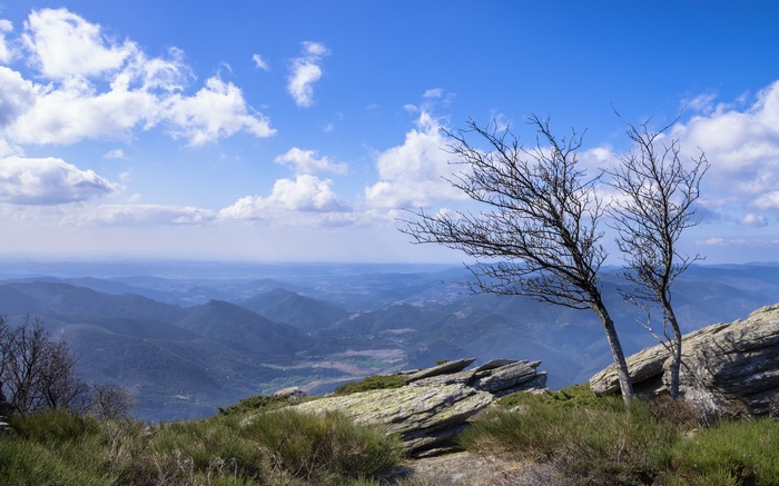 Wind-swept trees overlooking Jaur and Orb Valleys, France