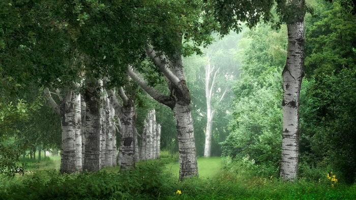 White Birch Trees in a Misty Forest