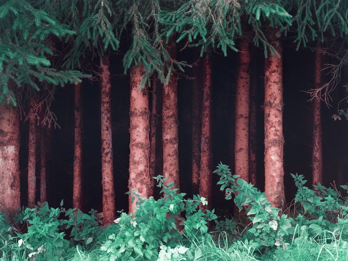 Mysterious glowing eyes in the dark forest