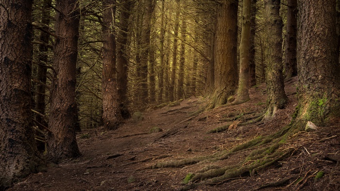 Sunlit forest path with exposed roots