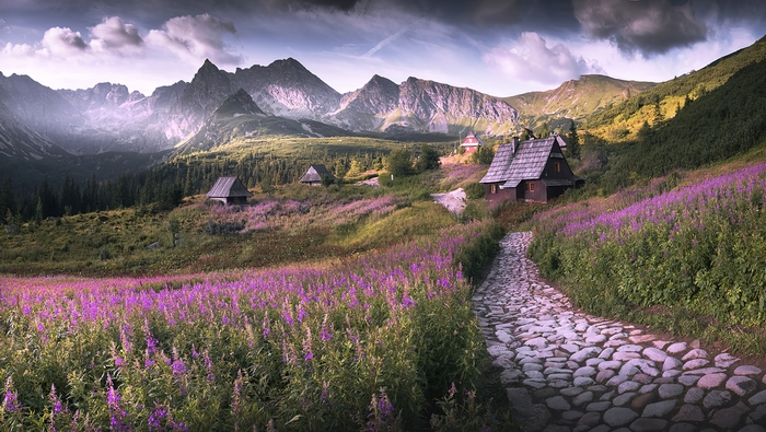 Mountain Path Through Flower Fields