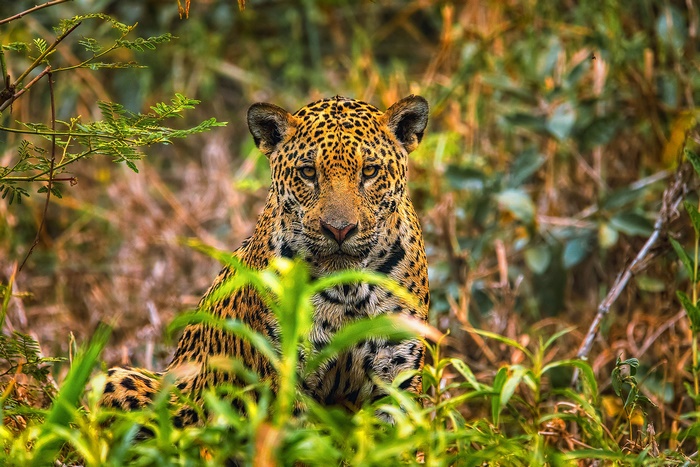 Jaguar big cat predator with intense gaze