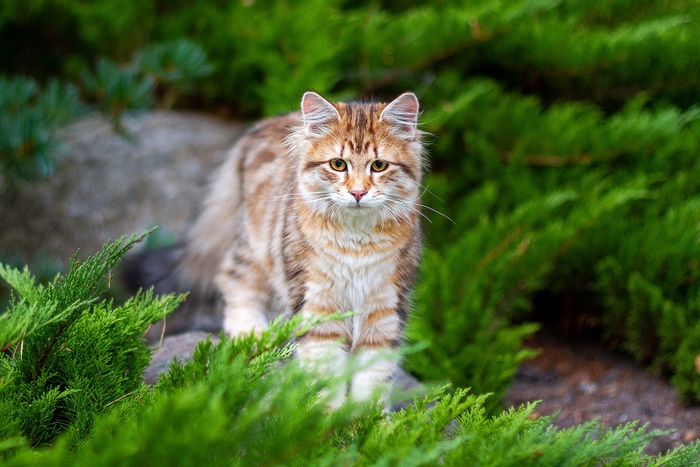 Fluffy tabby cat in green bushes