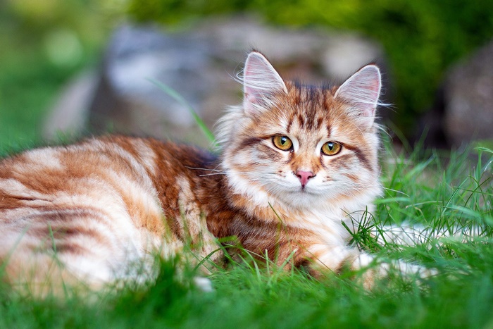 Adorable fluffy cat with golden eyes in grass