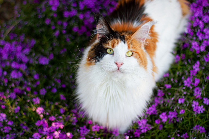 Calico Maine Coon cat with green eyes in purple flowers