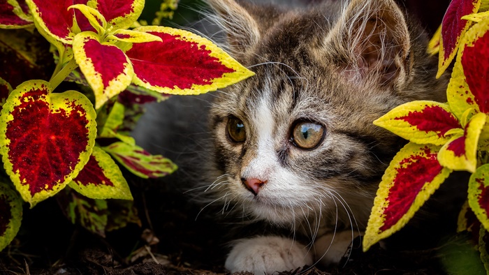 Curious Kitten Peeking Through Vibrant Red and Yellow Leaves