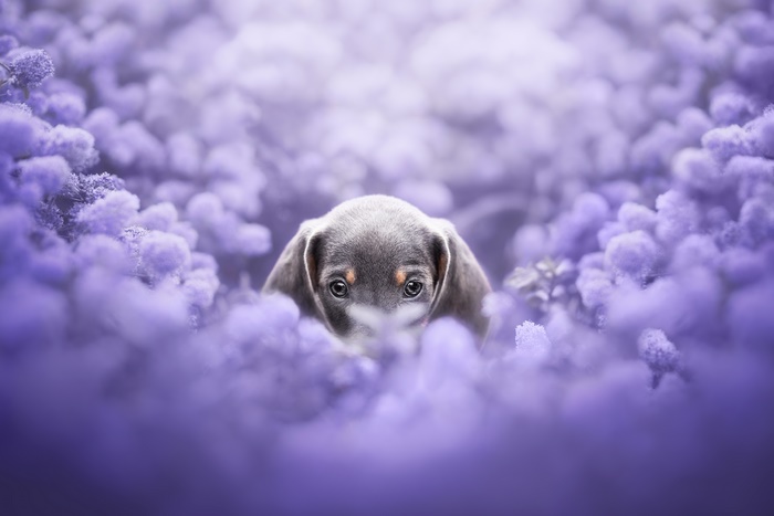 Dachshund Puppy Peeking from Purple Flowers 4K