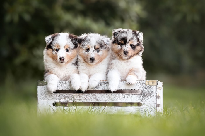 Three adorable Border Collie puppies in a crate