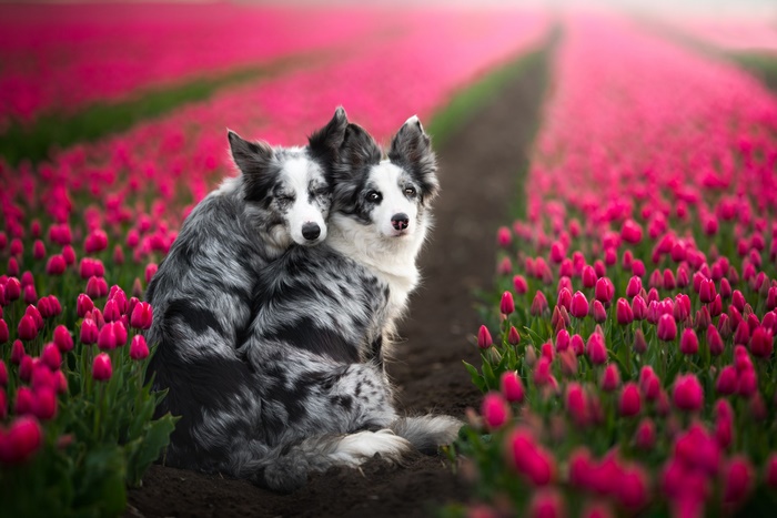 Adorable Border Collies in a field of pink tulips