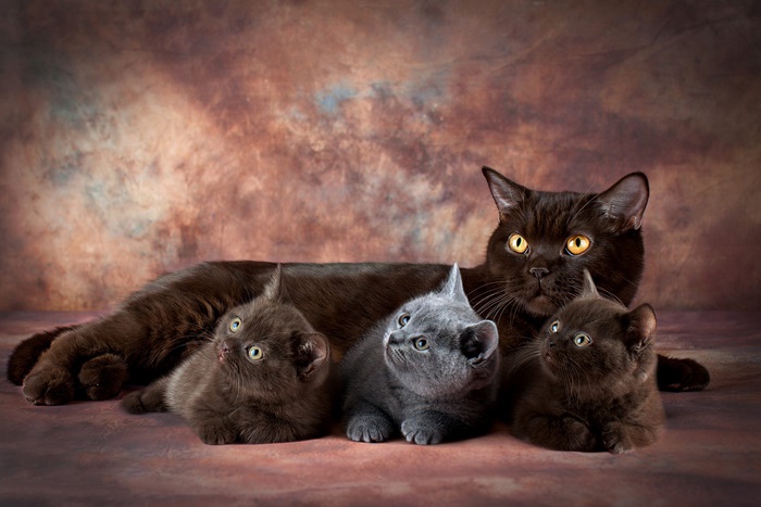 Mother Cat and Her Curious Kittens